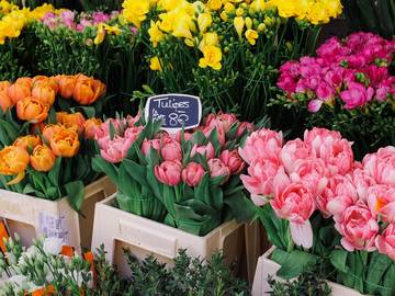 Kup drewniane puzzle Premium