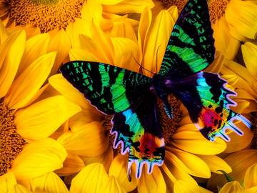 Купить деревянные пазлы премиум-класса