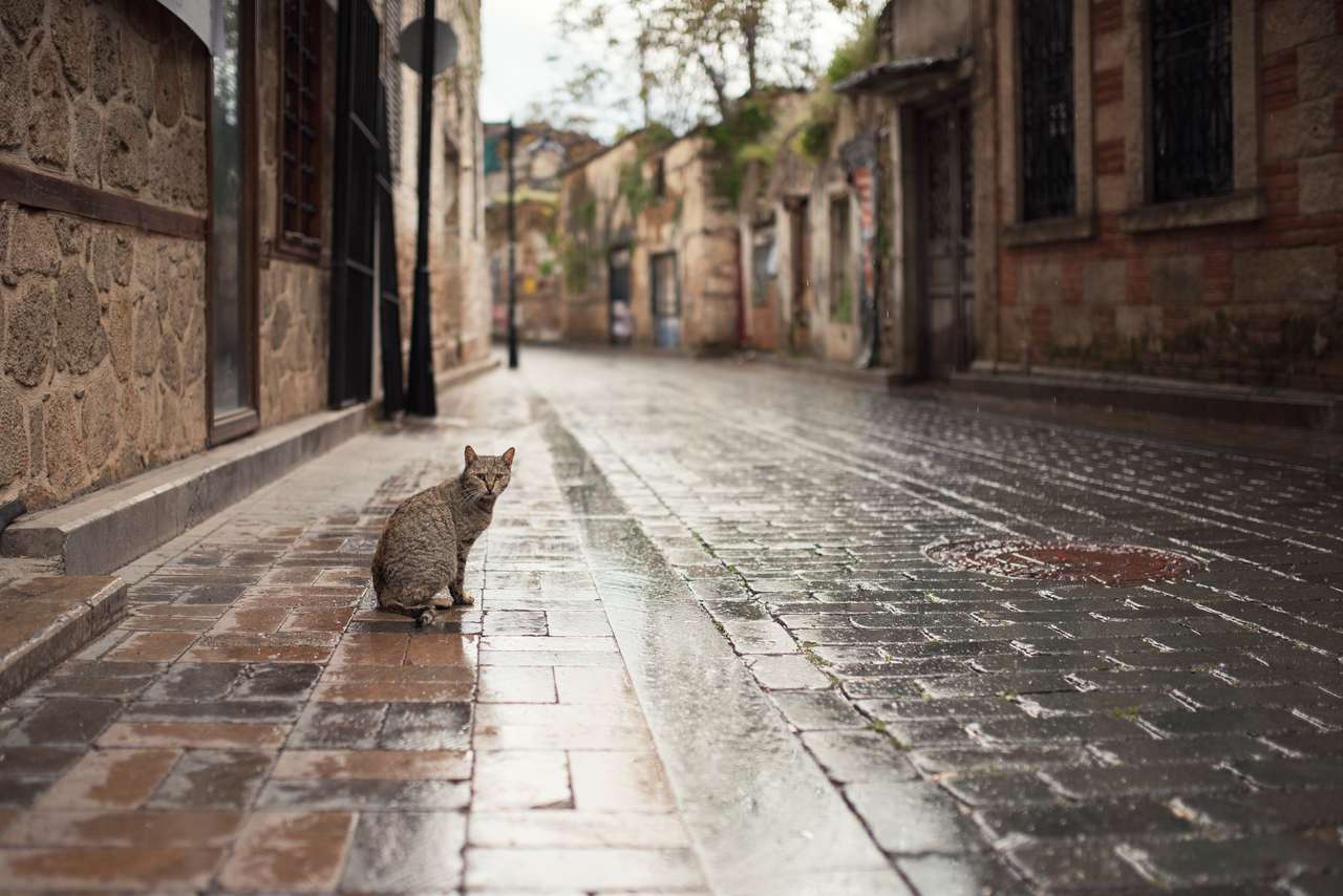 旧市街のトルコ猫 ジグソーパズルオンライン