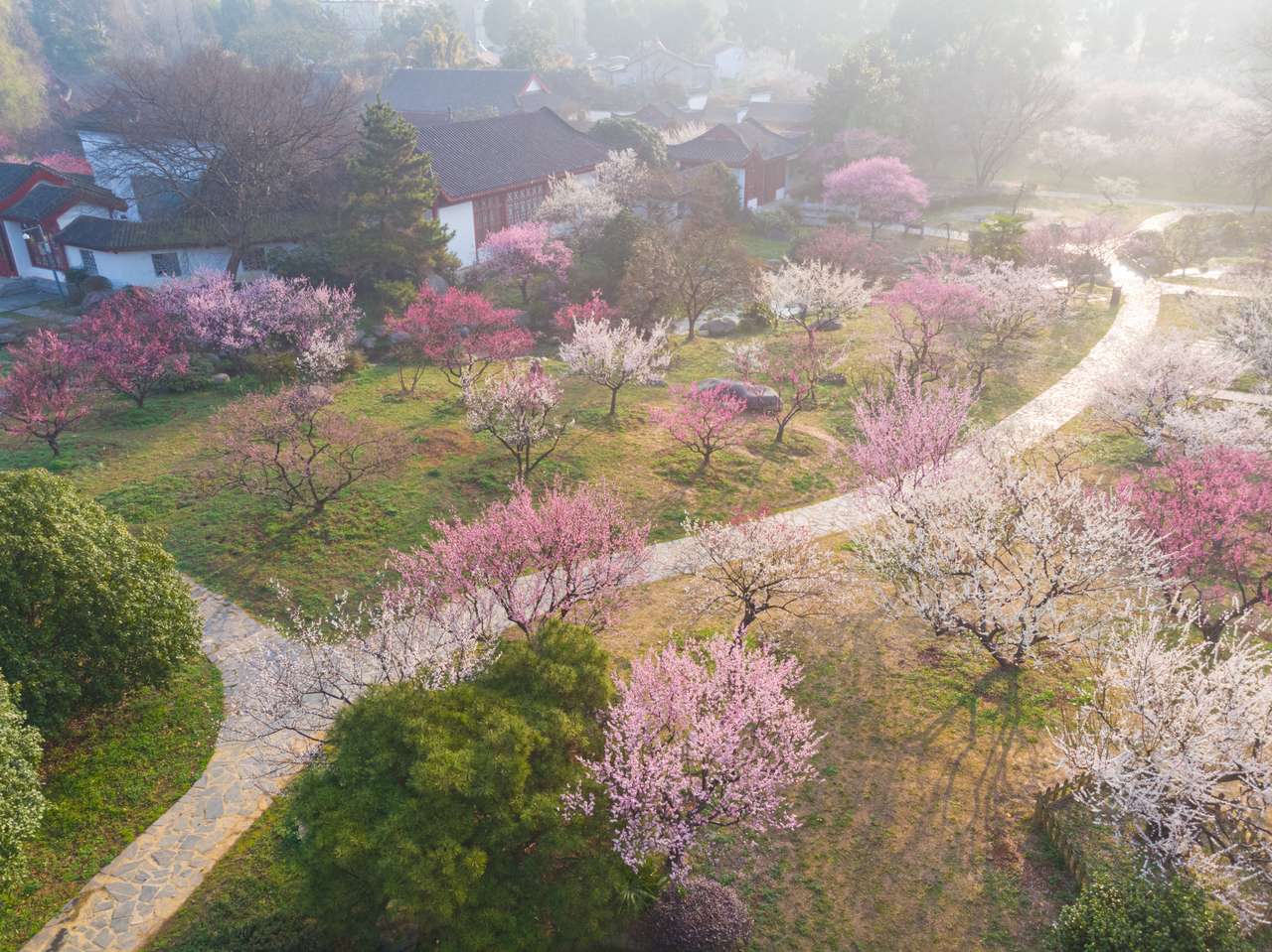 Fleurs de prunier de printemps et paysages du parc à East Lake puzzle en ligne