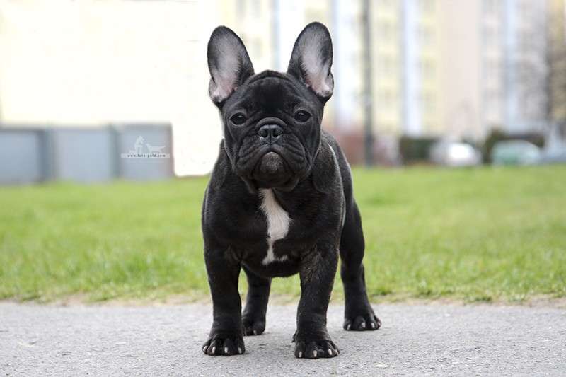 Bulldog francés negro rompecabezas en línea