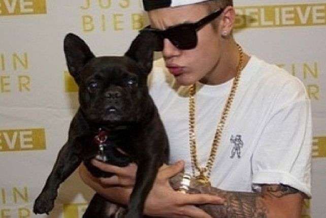 Justin Bieber med en bulldogg pussel på nätet