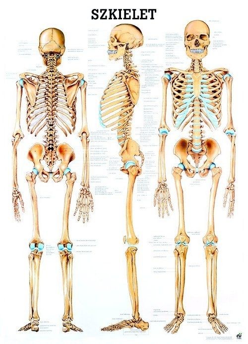 scheletro puzzle online