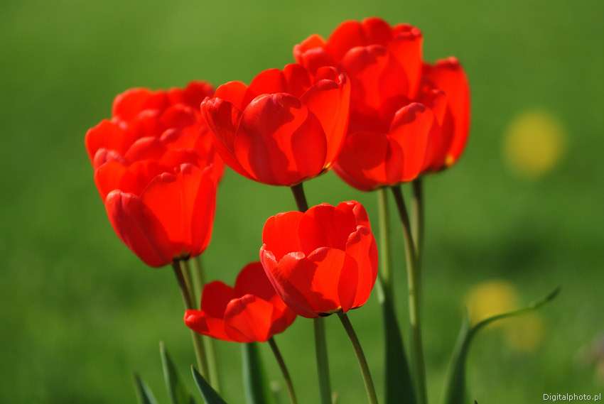 Rode tulpen online puzzel