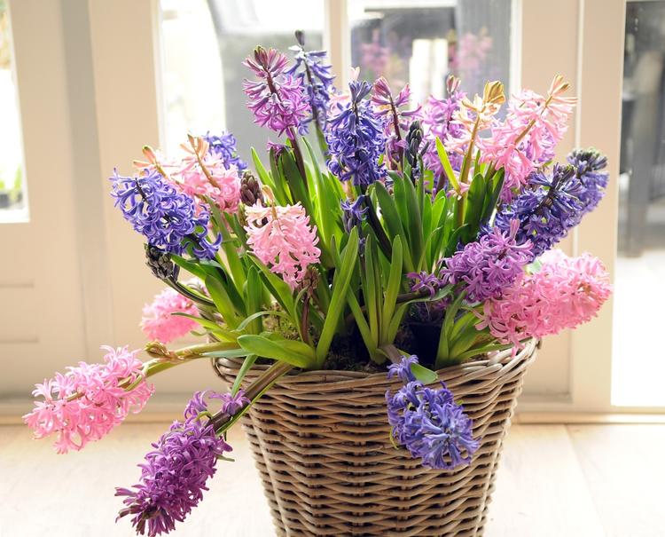 hyacint Pussel online