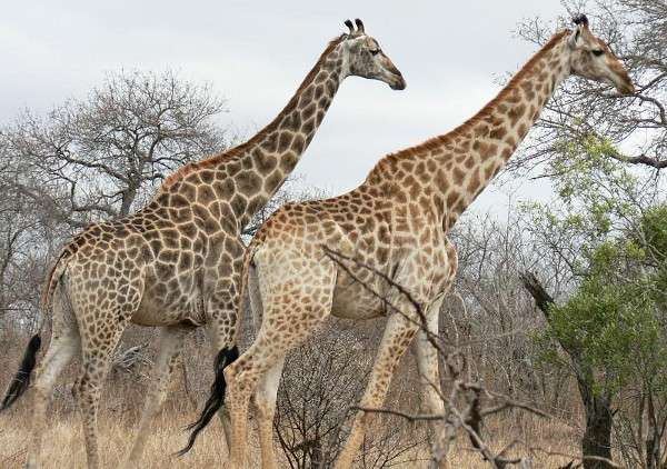Giraffe Tiere Online-Puzzle