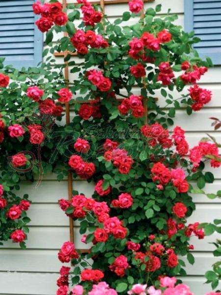 Climbing roses jigsaw puzzle online