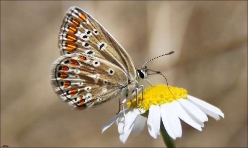 Motýl sýkora modřinka online puzzle