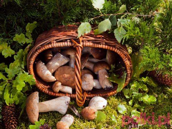 Pilze der polnischen Wälder Puzzlespiel online
