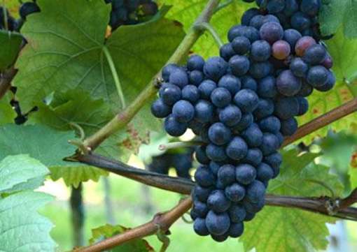 A sprig of grapes jigsaw puzzle online