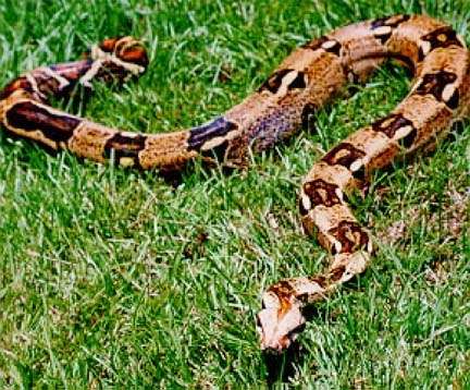 Snake boa constrictor pussel på nätet