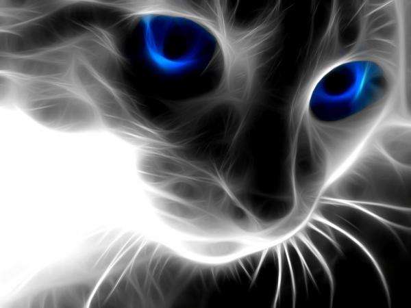 kočka modré oči šedé skládačky online