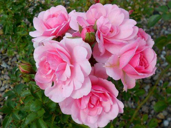 Rosas cor de rosa quebra-cabeças online
