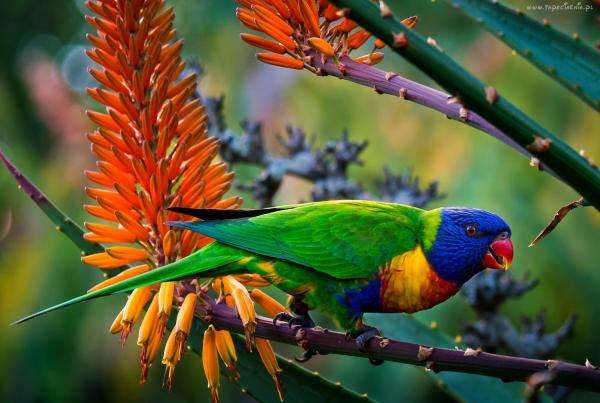 Papagaio colorido puzzle online