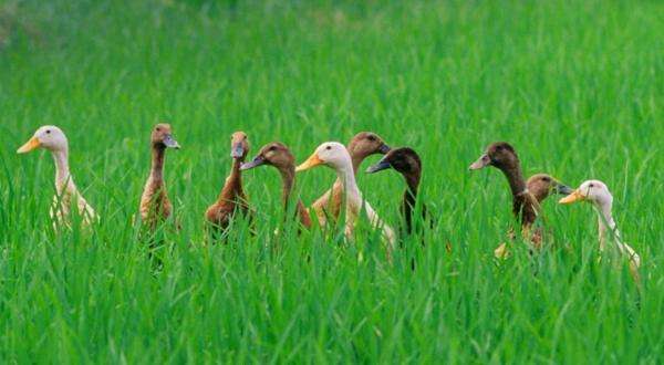 Duck Cousins quebra-cabeças online
