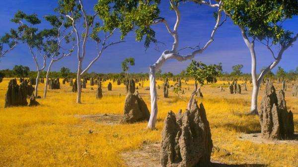 Termite mounds and snappy gums jigsaw puzzle online