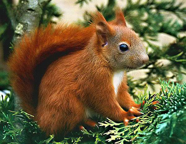 Vörös mókus online puzzle