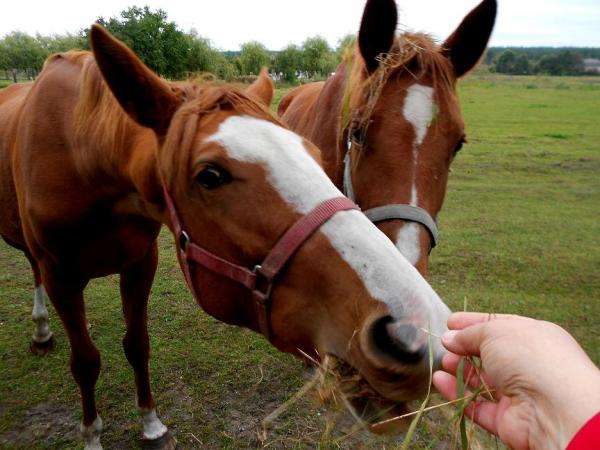 horses, my favorite jigsaw puzzle online