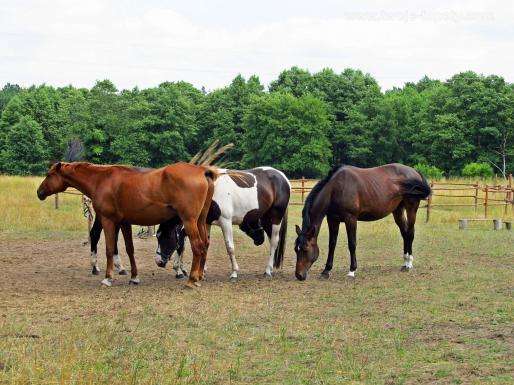 Cavalos no prado puzzle online