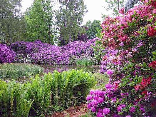 Rhododendronok és páfrányok kirakós online