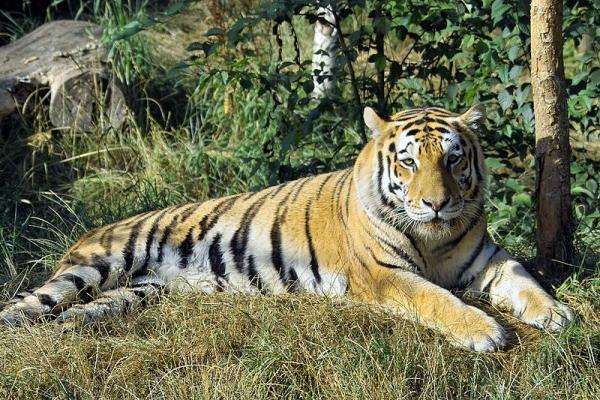 Sibirischer Tiger Puzzlespiel online