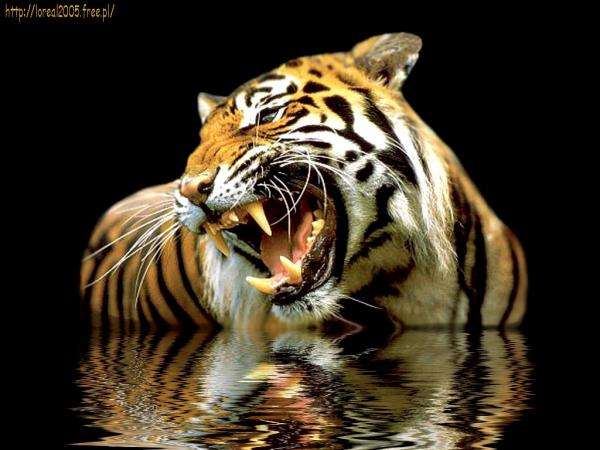 Tiger im Wasser Puzzlespiel online