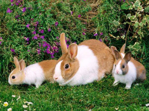 три маленьких кролика пазл онлайн