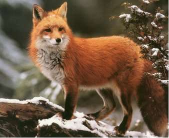 fox in the winter jigsaw puzzle online