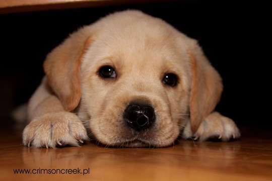 cute 3d labrador puppy online puzzle