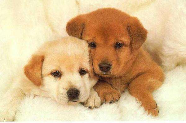 cute dogs jigsaw puzzle online