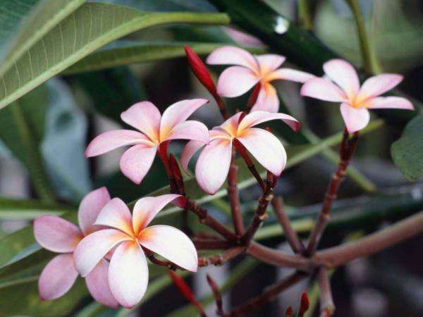 frangipari blommor Pussel online