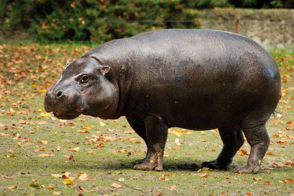 nijlpaard legpuzzel online