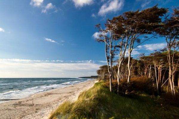 bord de mer avec une dune et une forêt puzzle en ligne