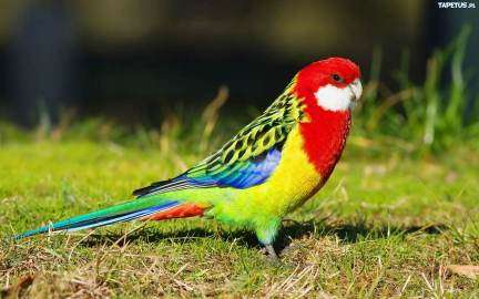Färgglad papegoja Pussel online