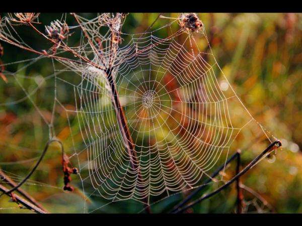Indiánské léto pavučina skládačky online