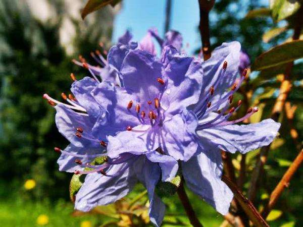 Violette Blume Puzzlespiel online