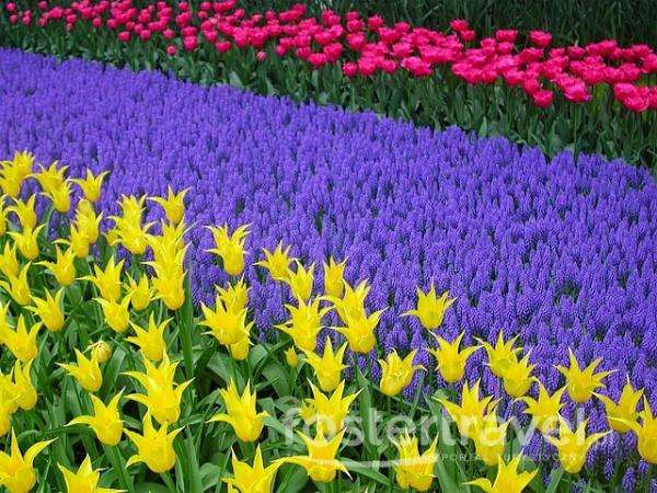 Цветно в градината на онлайн пъзел