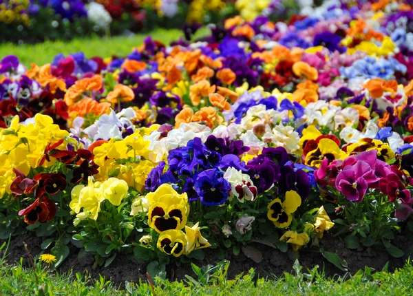 Zahradní barvy na jaře skládačky online