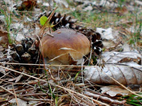 opravdová houba skládačky online