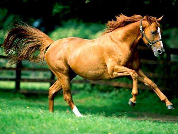 like galloping horses jigsaw puzzle online