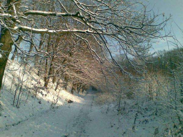 зима в лесу онлайн-пазл