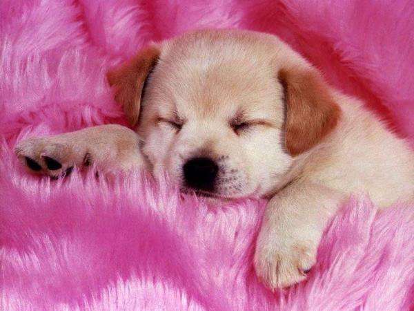 slaperige puppy legpuzzel online