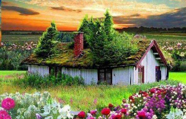 house, clouds, meadow, plants online puzzle