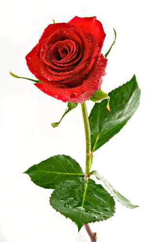 min favorit röda blomma pussel på nätet