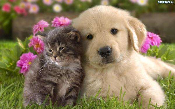 Kitty and Puppy online puzzle