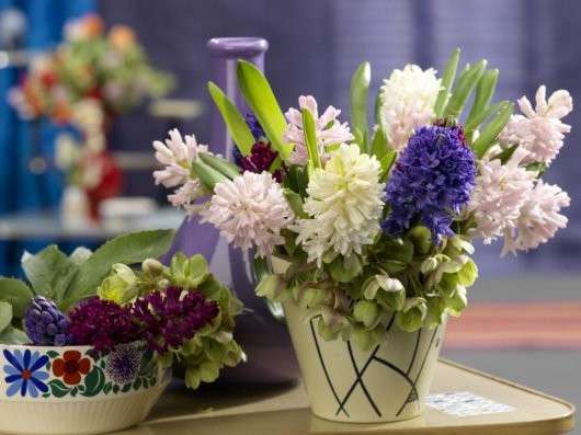 hyacinths of different varieties online puzzle