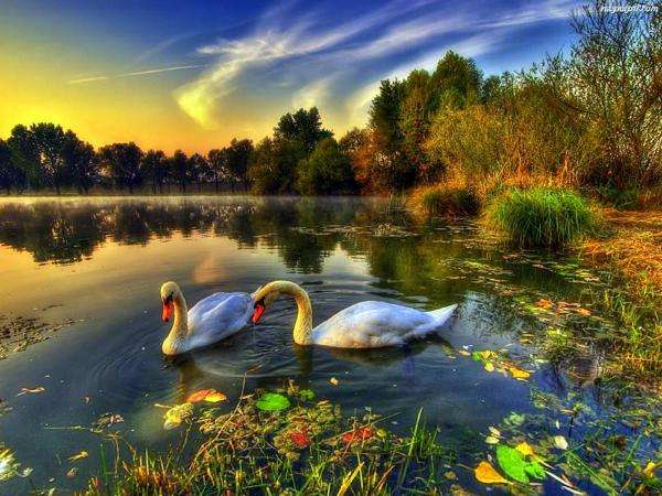cisnes, lago, floresta puzzle online