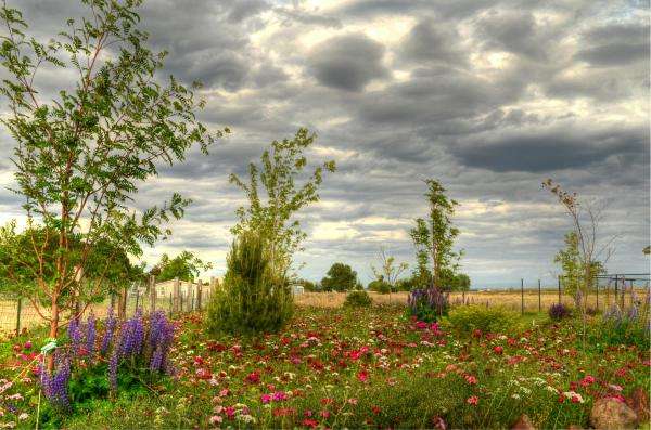 ливада, овощна градина, цветя, небе онлайн пъзел