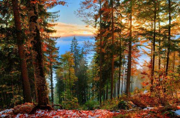 őszi erdő, napsugarak online puzzle