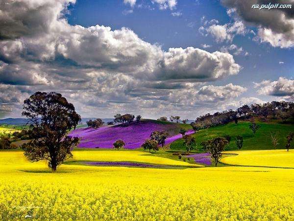 spring, flowers, colorful fields jigsaw puzzle online